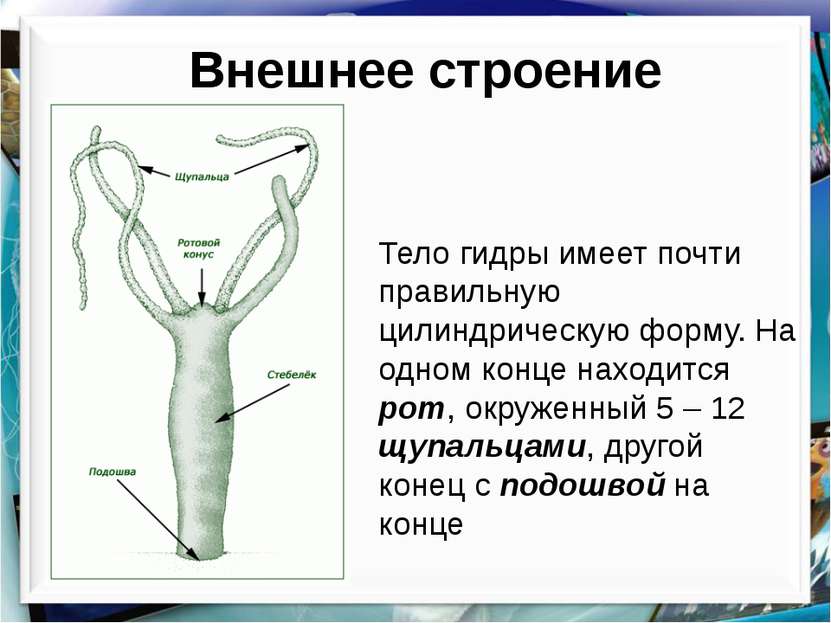 Какая ссылка у кракена
